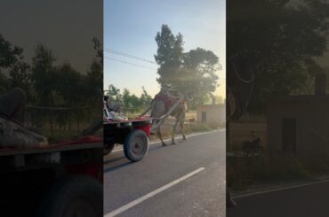 Khet ka kaam + cooking l aloo manchurian chilli #food #cooking #recipe #shorts #minivlog #vlog