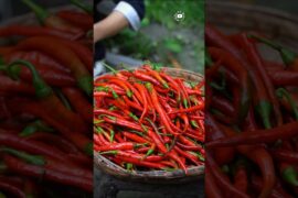 लाल मिर्च से बना तीखा अचार Red Chili Pickle Recipe #shorts