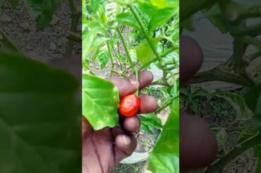 Red box chili pepper  #cooking #celebrate #recipe #chili