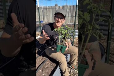 Plant Extra Tomatoes, You’ll Thank Me Later…