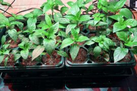 Will these be okay in their current pots for another 3 weeks or so?