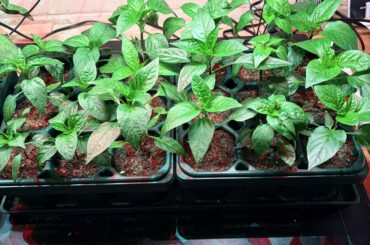 Will these be okay in their current pots for another 3 weeks or so?