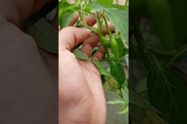 vegetable 🥕🍆 chili 🌶️🌶️ #nature  #vlog #chili #chilirecipes