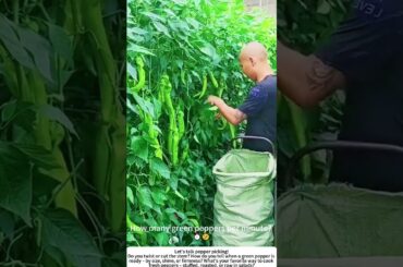 Quick Green Pepper Harvest – Snapping Stems with Speed 🌶️⚡