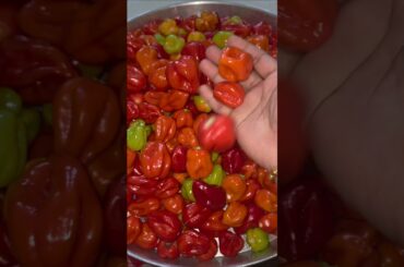 একটা নাগা মরিচের দাম নাকি ৫ টাকা বাংলাদেশে.. #foryou #garden #shortsvideo #chili