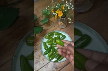 Simple chili pickle recipe 😱#shorts #shortvideo #shortsfeed