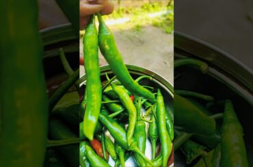 Home garden chili 🌶️🌶️🌶️#kacha Lanka #viral#fyp#food #trending
