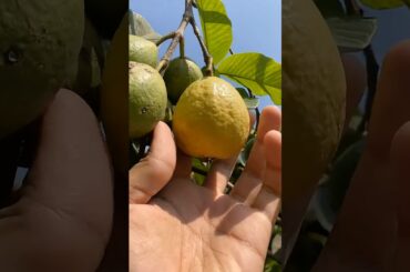 Chilli Guava Shots Recipe | Guava juice 🥤 #viral #shorts #guava