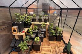 Perlite or vermiculite