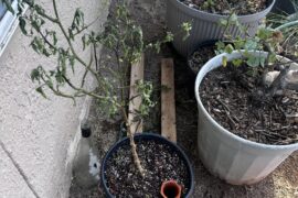 Repoted Ghost Pepper