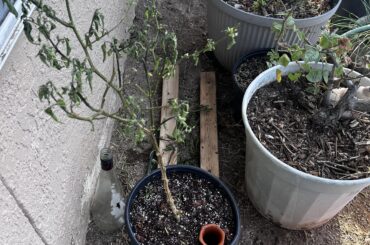 Repoted Ghost Pepper