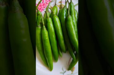 Green chilli pachai milagai#recipes  #ytshorts #viralvideo #short
