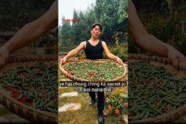 Traditional Corn Meal & Chili Mix | Authentic Taste 🌽🔥 #chili #tredisnalcooking #shortsfeed #shorts