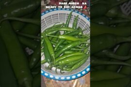 Hari mirch ka ready to eat achar 🌶 #hum4diaries #achar  jhatpat wala achar 🦋 plz support my channel