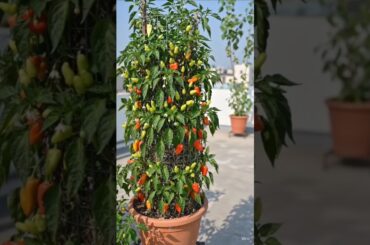 From Seed to Spicy Pickle: Growing Chillies in Vertical Garden + Homemade Achaar Recipe! #shorts