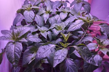 Long time lurker, sharing cayenne progress