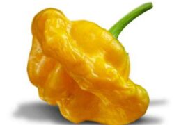 What do you predict this year's Jamaican Mushroom will be?