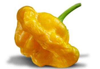 What do you predict this year's Jamaican Mushroom will be?