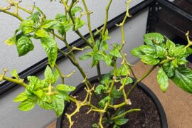 Overwintered Scorpion Pepper