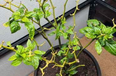 Overwintered Scorpion Pepper