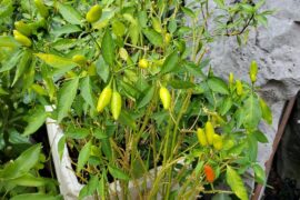 Need Help Identifying a Pepper I Have Lost