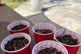 Chat, Am I cooked? My peppers I mean?