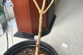 Is this overwintered pepper plant done for? He suffered one day of sub 32 F, his brother in photo 2 is chilling.