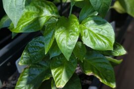 My ghost pepper after 100 days. I feel like it has gotten a growth spurt this week.