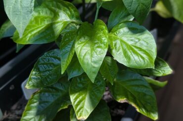 My ghost pepper after 100 days. I feel like it has gotten a growth spurt this week.