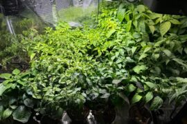 peppers started 1/1/26