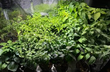 peppers started 1/1/26