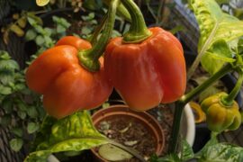 Habaneros full of hatred