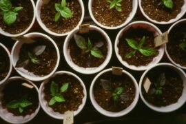 Week 5 (+ free plant pick-up in NYC)