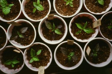Week 5 (+ free plant pick-up in NYC)