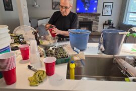 Potting Up My Peppers With Papa
