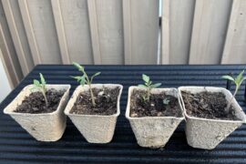 I mixed up some seeds. Are these tomato or chiltepin? TIA.