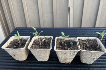I mixed up some seeds. Are these tomato or chiltepin? TIA.