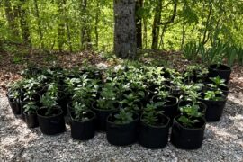 Week two hardening-off