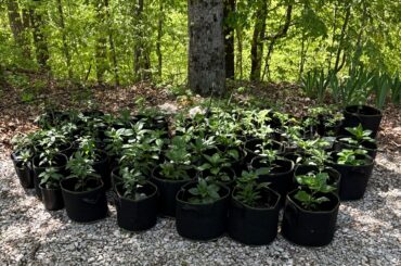 Week two hardening-off