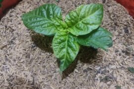 Why are my reapers leaves puckering?