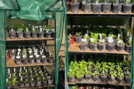 1.5 weeks in the greenhouse