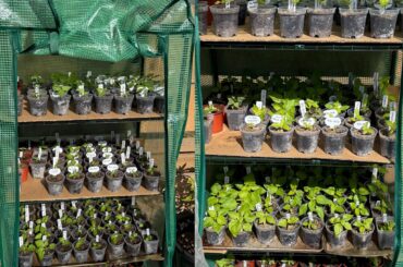 1.5 weeks in the greenhouse