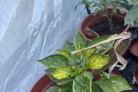 Naga yellowing leaves