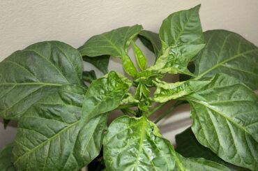Curled leaves