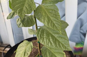 Trinidad scorpion