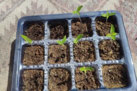 How the seedling look?