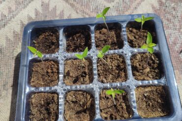 How the seedling look?