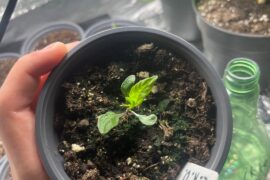 3 cotyledons?
