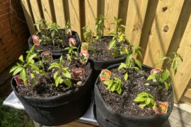 Potted my guys today. Maybe a little close but it’s just for fun