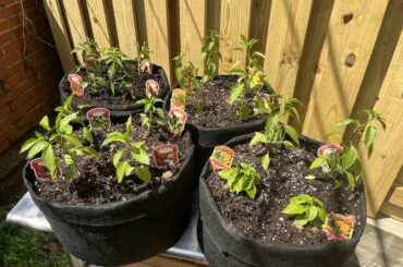 Potted my guys today. Maybe a little close but it’s just for fun